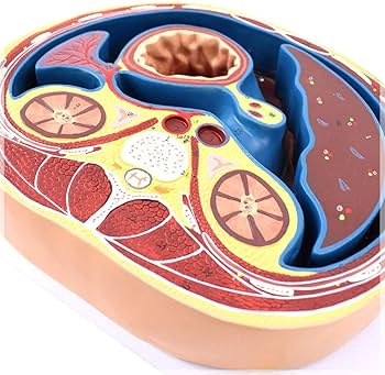 Amazon.co.jp: 人体腹部節のモデルは、腹膜腹部臓器の位置関係を